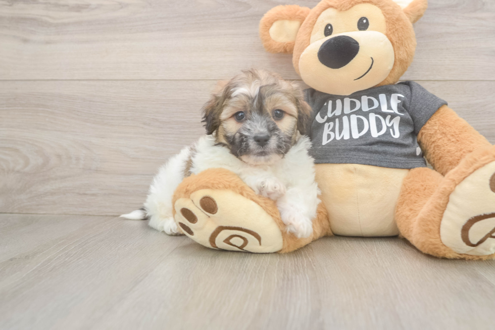 Teddy Bear Puppy for Adoption