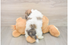 Hypoallergenic Shitzu Designer Puppy