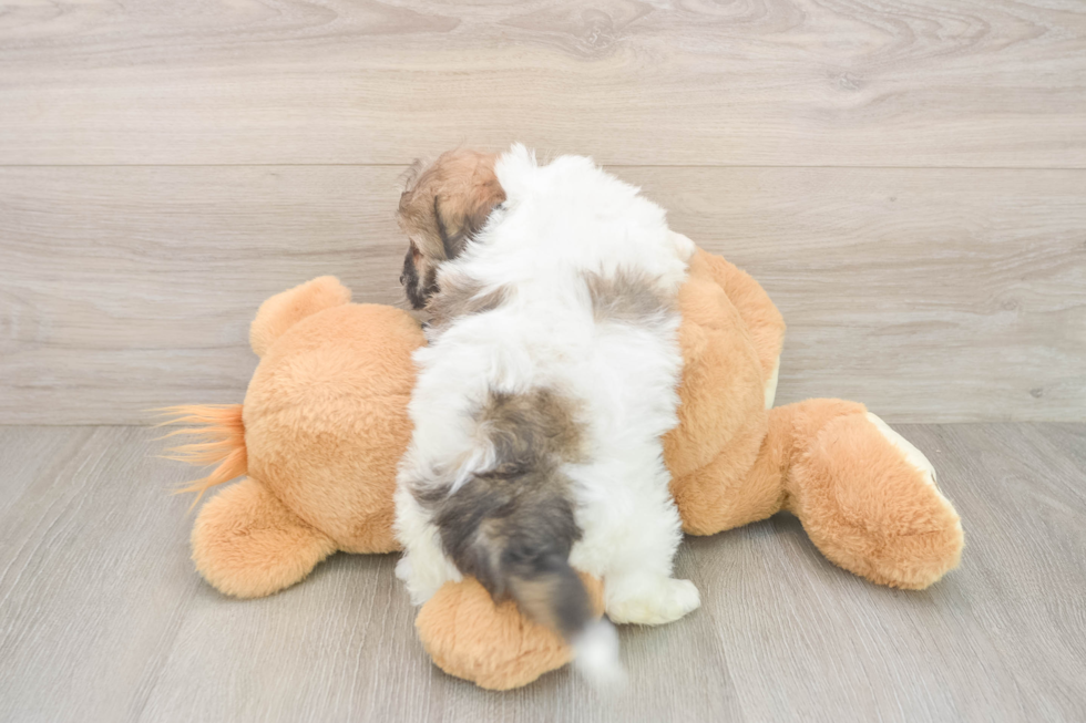 Hypoallergenic Shitzu Designer Puppy