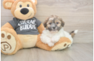 Fluffy Teddy Bear Designer Pup