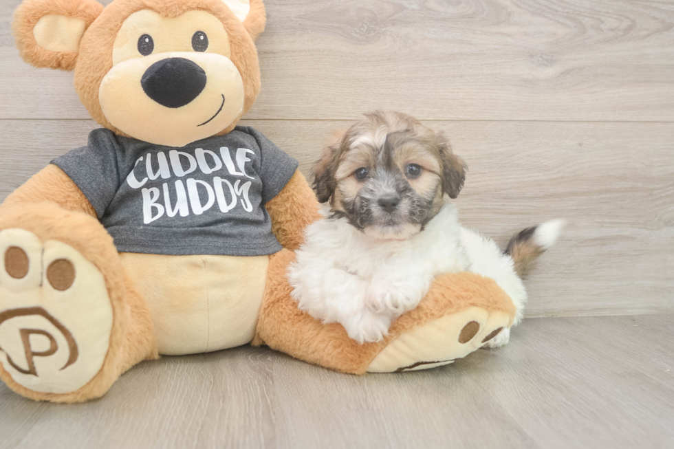 Fluffy Teddy Bear Designer Pup