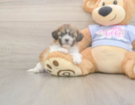 7 week old Teddy Bear Puppy For Sale - Seaside Pups