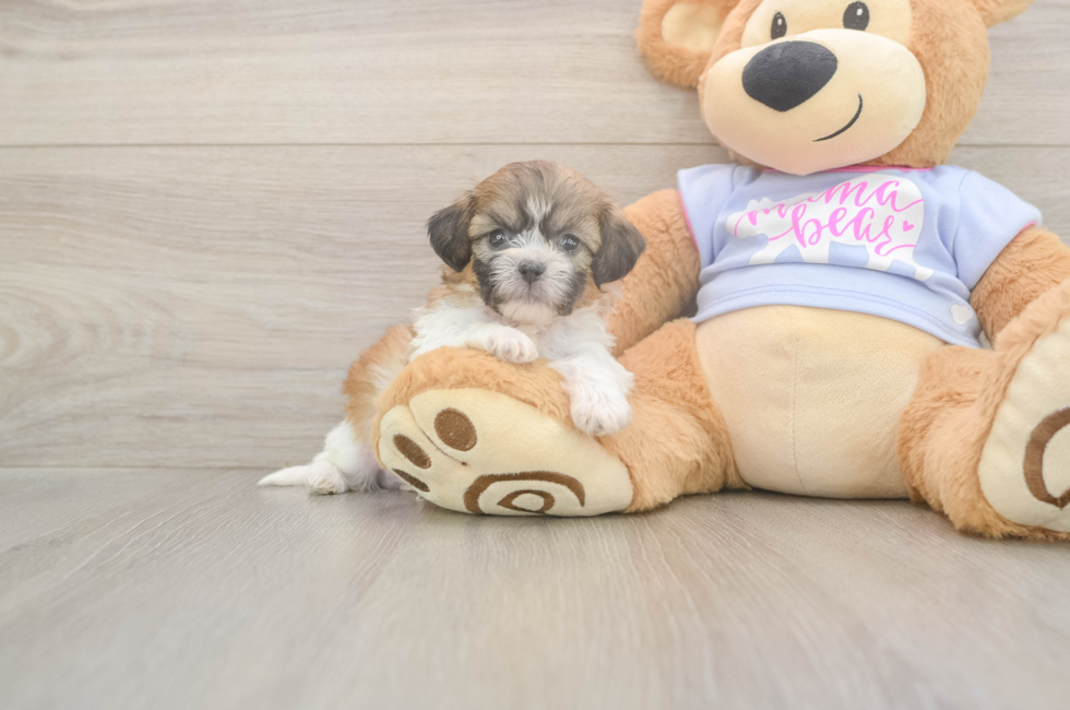 5 week old Teddy Bear Puppy For Sale - Seaside Pups