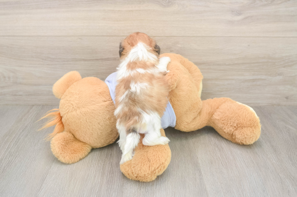 Funny Teddy Bear Designer Pup