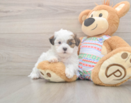 5 week old Teddy Bear Puppy For Sale - Seaside Pups