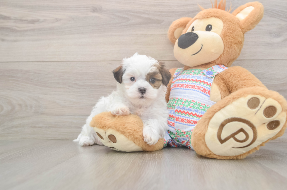 5 week old Teddy Bear Puppy For Sale - Seaside Pups