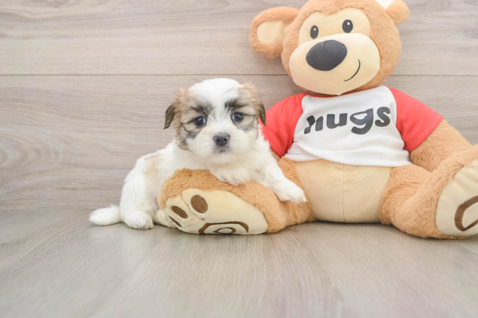 Smart Teddy Bear Designer Pup