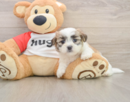 8 week old Teddy Bear Puppy For Sale - Seaside Pups
