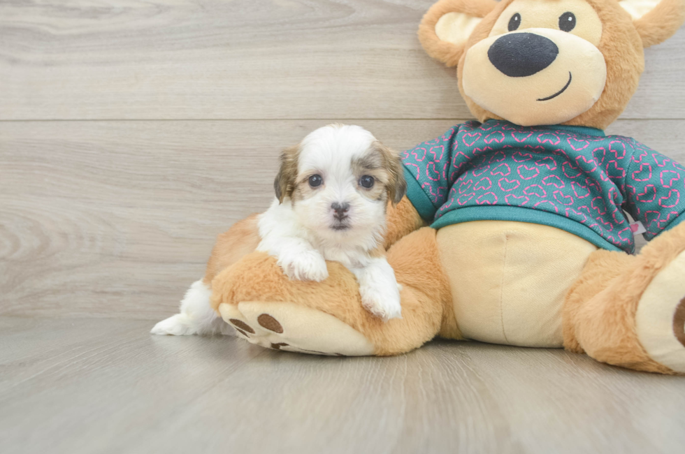5 week old Teddy Bear Puppy For Sale - Seaside Pups