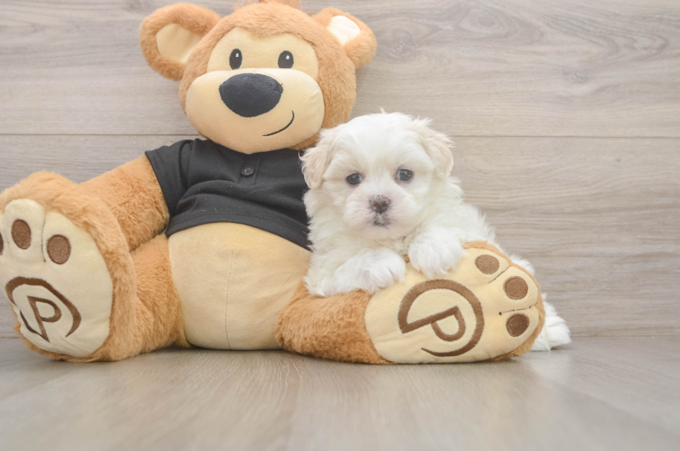 5 week old Teddy Bear Puppy For Sale - Seaside Pups