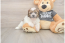 Teddy Bear Pup Being Cute