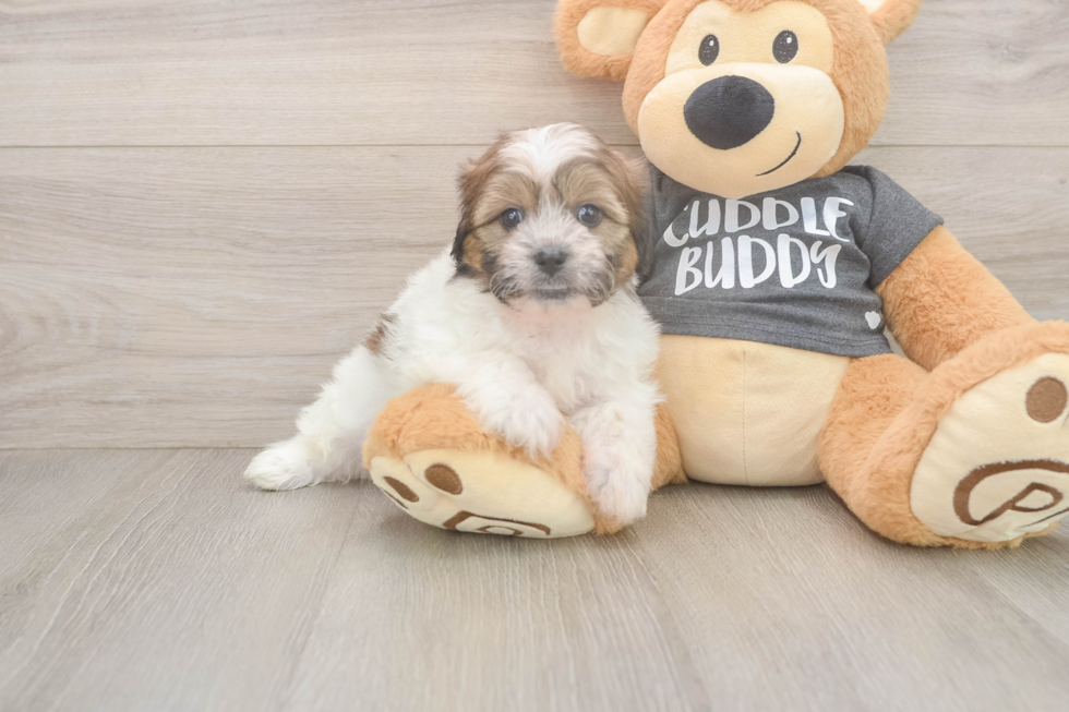 Teddy Bear Pup Being Cute