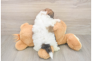 Teddy Bear Pup Being Cute