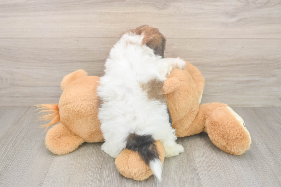 Teddy Bear Pup Being Cute