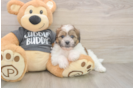 Adorable Shichon Designer Puppy