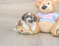 7 week old Teddy Bear Puppy For Sale - Seaside Pups