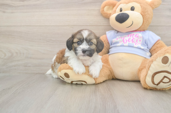 5 week old Teddy Bear Puppy For Sale - Seaside Pups Funny Teddy Bear Designer Pup
