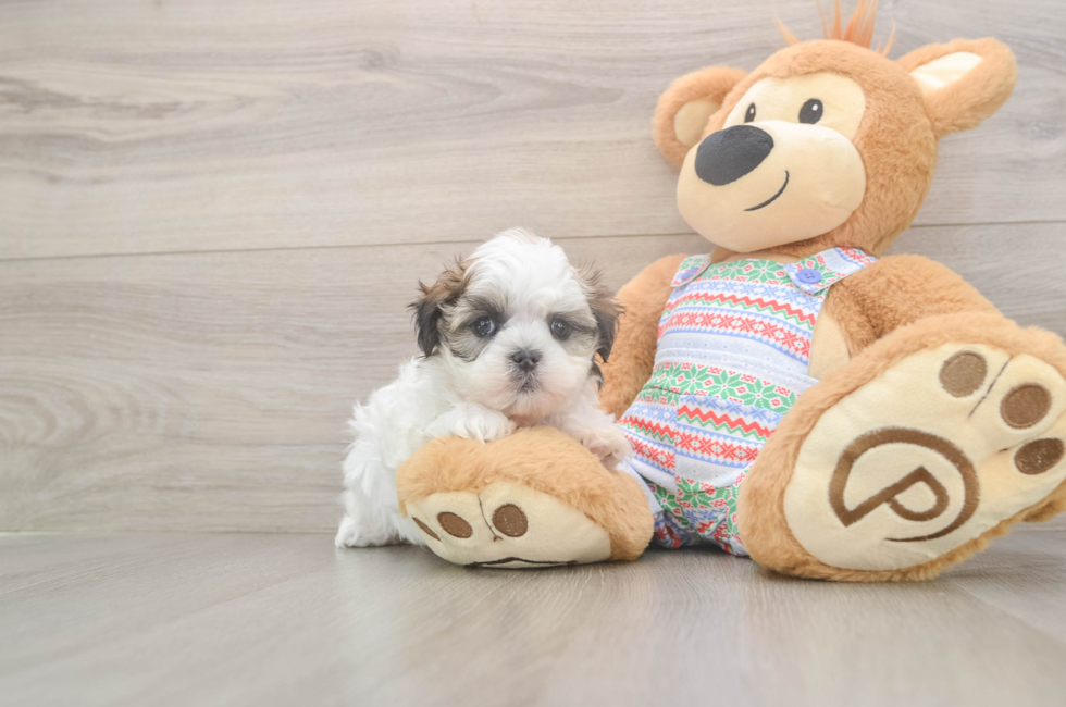 5 week old Teddy Bear Puppy For Sale - Seaside Pups