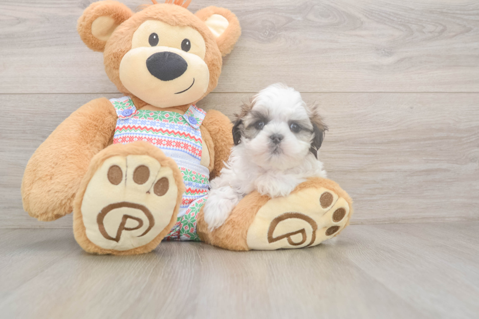 Playful Shi Chon Designer Puppy