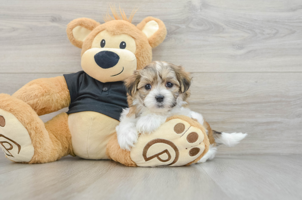 7 week old Teddy Bear Puppy For Sale - Seaside Pups