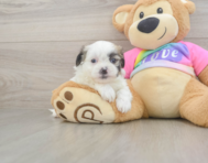 7 week old Teddy Bear Puppy For Sale - Seaside Pups