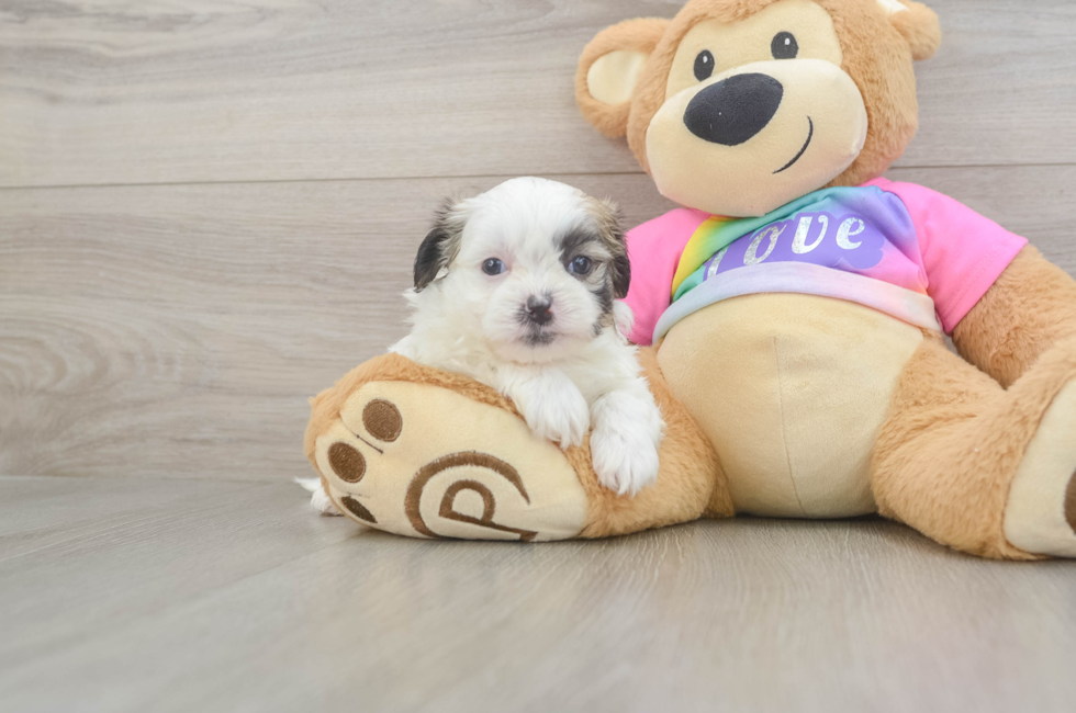 5 week old Teddy Bear Puppy For Sale - Seaside Pups
