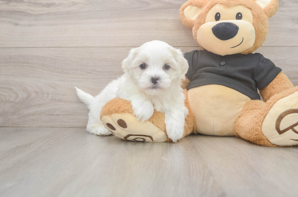 5 week old Teddy Bear Puppy For Sale - Seaside Pups