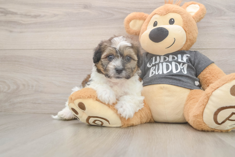 Friendly Teddy Bear Baby