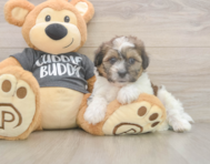 7 week old Teddy Bear Puppy For Sale - Seaside Pups