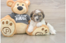 Petite Teddy Bear Designer Pup