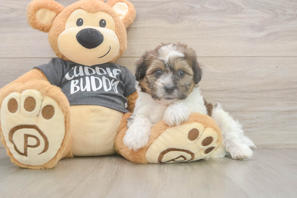 Petite Teddy Bear Designer Pup
