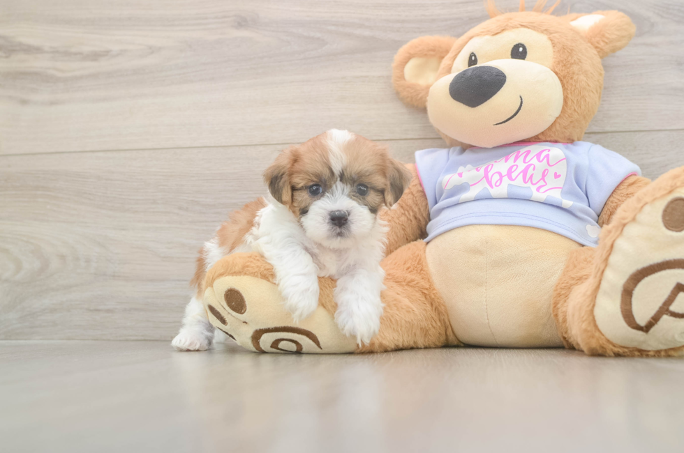 5 week old Teddy Bear Puppy For Sale - Seaside Pups