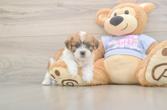 5 week old Teddy Bear Puppy For Sale - Seaside Pups Playful Shi Chon Designer Puppy