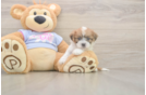 Teddy Bear Puppy for Adoption