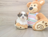 5 week old Teddy Bear Puppy For Sale - Seaside Pups