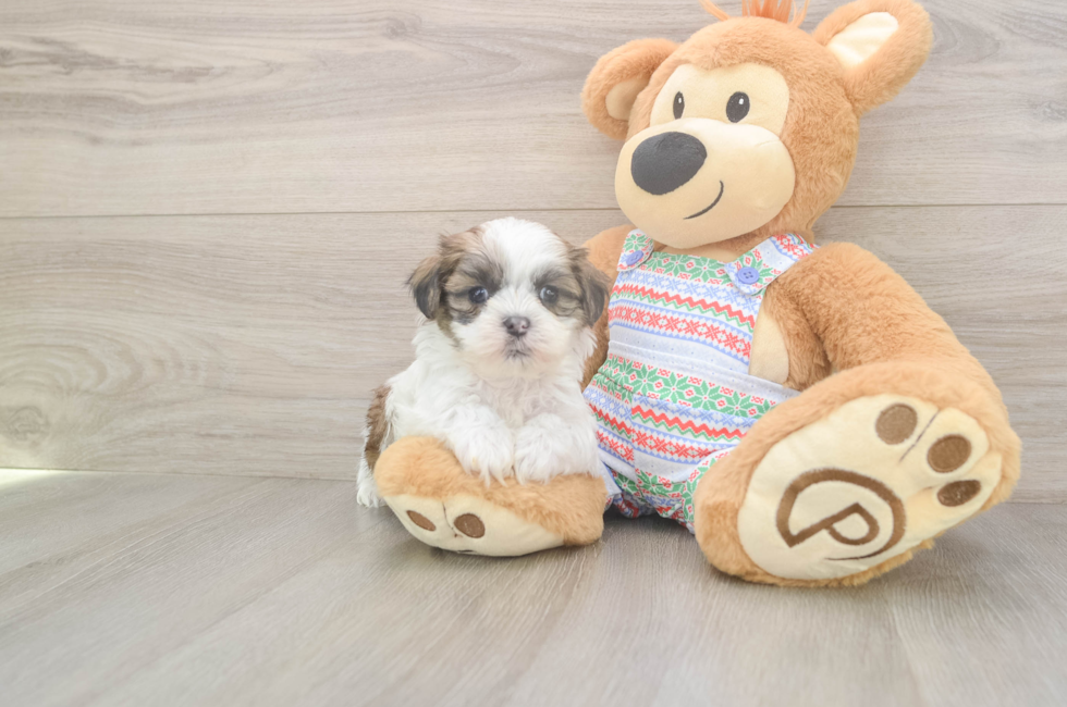 5 week old Teddy Bear Puppy For Sale - Seaside Pups