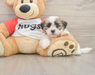 8 week old Teddy Bear Puppy For Sale - Seaside Pups