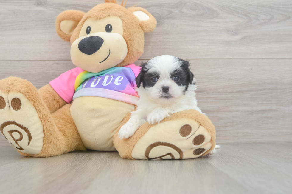 5 week old Teddy Bear Puppy For Sale - Seaside Pups