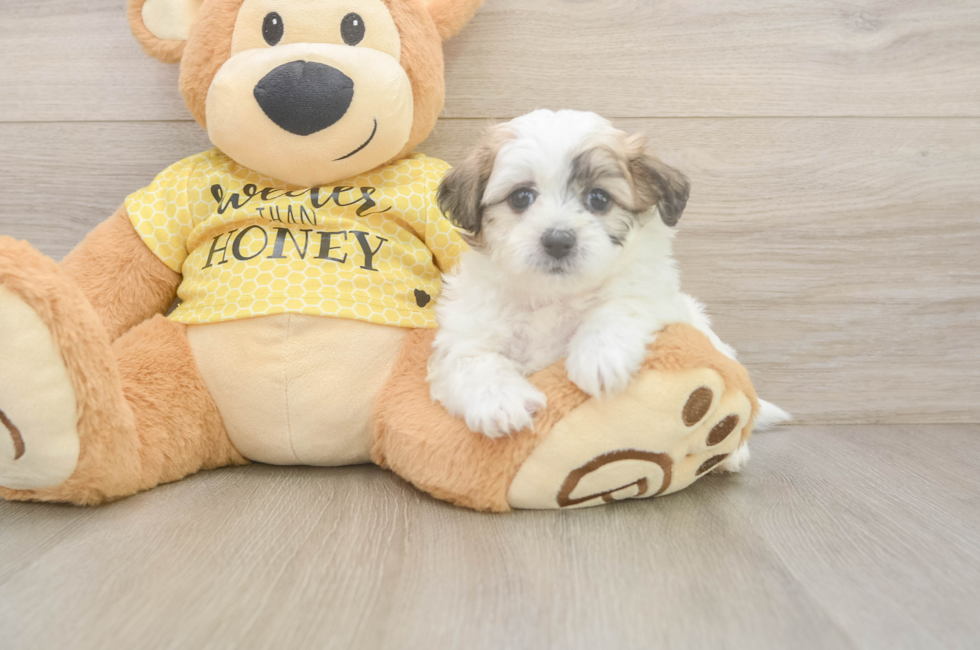 5 week old Teddy Bear Puppy For Sale - Seaside Pups