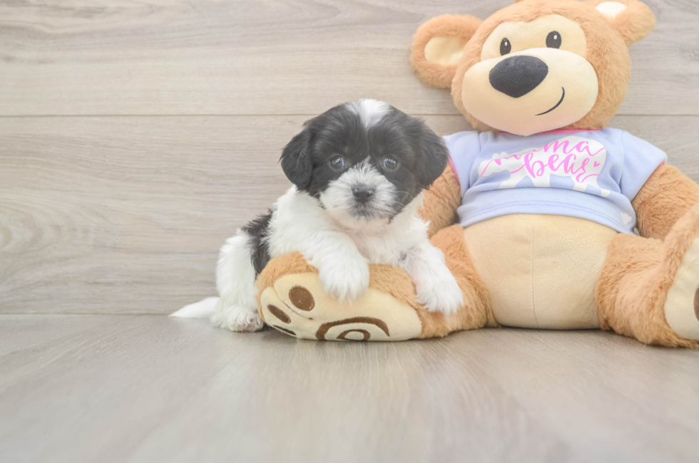 5 week old Teddy Bear Puppy For Sale - Seaside Pups
