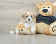 8 week old Teddy Bear Puppy For Sale - Seaside Pups