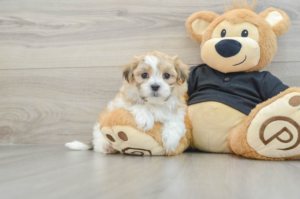 7 week old Teddy Bear Puppy For Sale - Seaside Pups