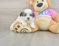7 week old Teddy Bear Puppy For Sale - Seaside Pups
