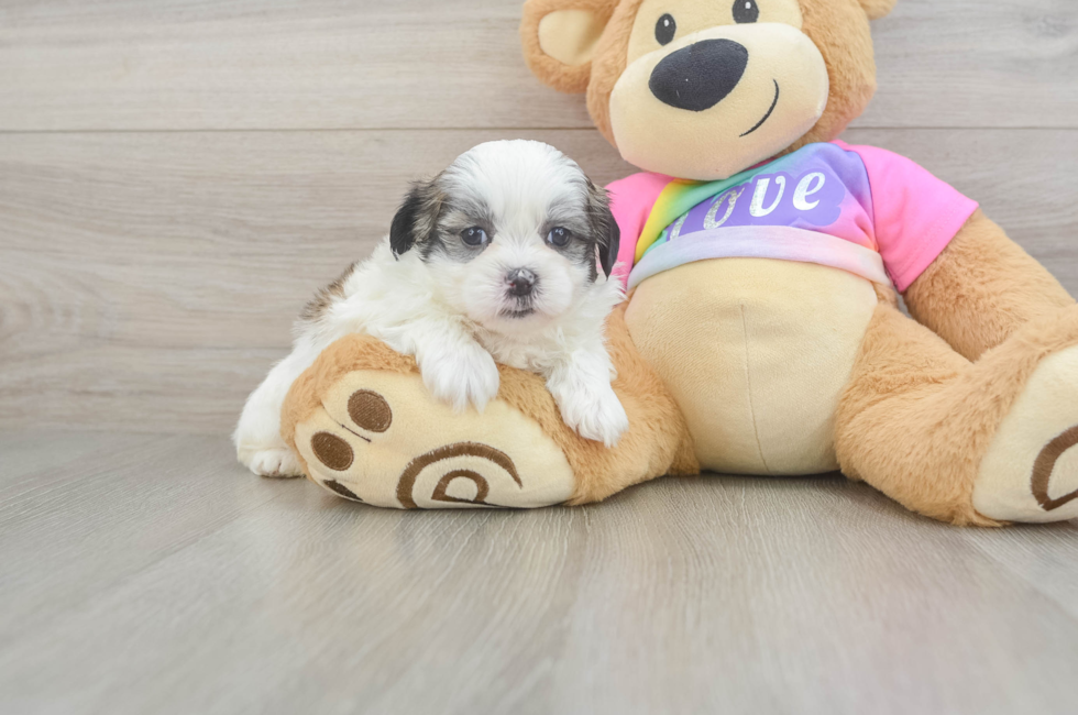 5 week old Teddy Bear Puppy For Sale - Seaside Pups