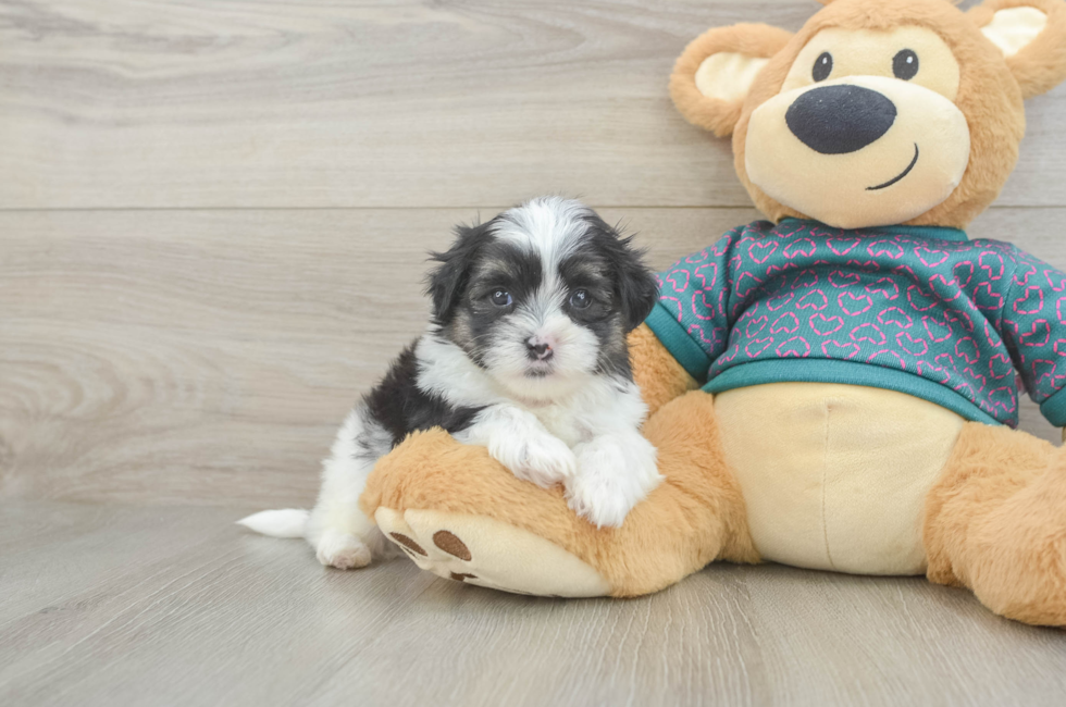 5 week old Teddy Bear Puppy For Sale - Seaside Pups