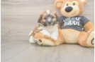 Smart Teddy Bear Designer Pup