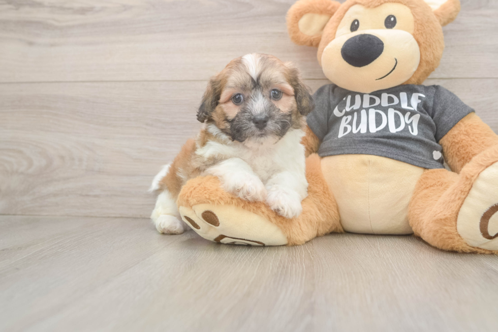 Smart Teddy Bear Designer Pup