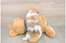 Petite Teddy Bear Designer Pup