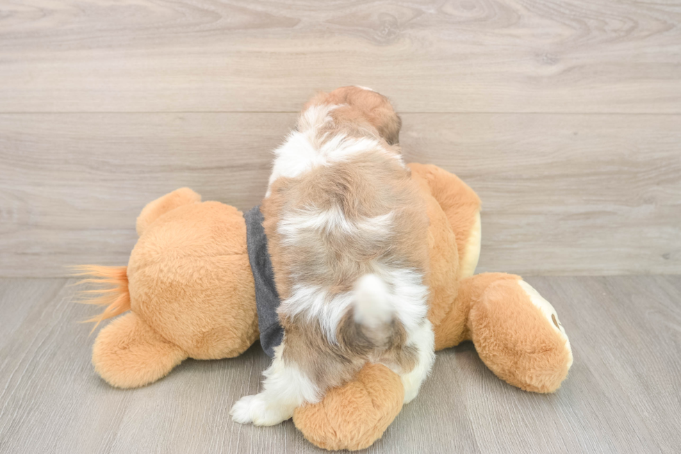 Petite Teddy Bear Designer Pup
