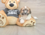 7 week old Teddy Bear Puppy For Sale - Seaside Pups